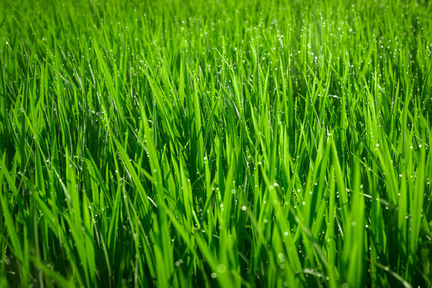 Yeşil sulu çim yakın çekim. Yeşil genç çimenlerin arka planı. Yeşil çim arka plan. Genç büyüyen pirinç. - Fotoğraf, Görsel