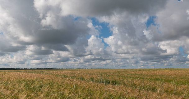 landscape of wheat field at harvest - Foto, Bild