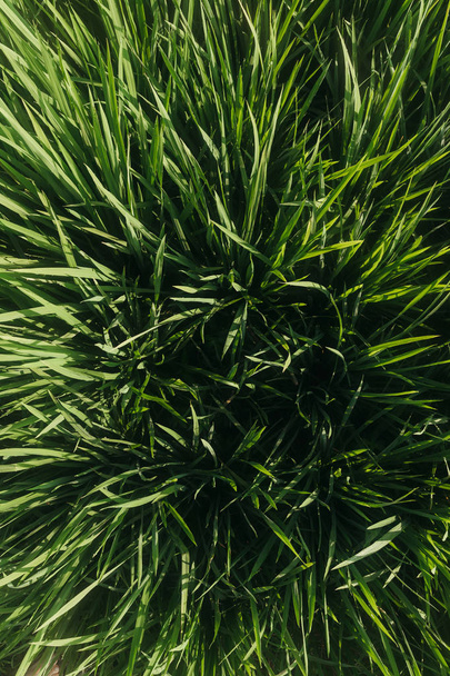 Verde hierba jugosa primer plano. Antecedentes de hierba verde joven. Fondo de hierba verde. Arroz joven. Vista superior - Foto, Imagen