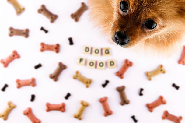 Pomeranian dog looking in camera and food pattern made with dry snacks in shape of bones. Word dog food in wooden tiles. Funny flat lay texture. - Foto, Bild