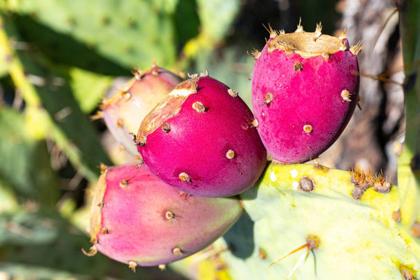 Prickly pear or Opuncy in California rests on the slopes of dry hills - Photo, Image