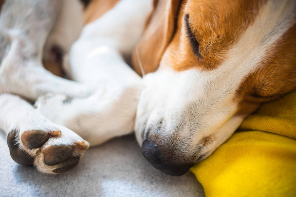 Komik Beagle köpeği yorgun, rahat bir kanepede uyur, kanepede, sarı yastıkta - Fotoğraf, Görsel