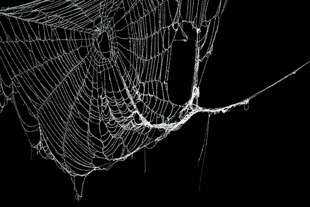 Echt frostbedecktes Spinnennetz isoliert auf schwarz - Foto, Bild