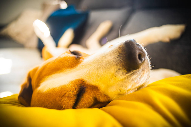 Komik Beagle köpeği yorgun, rahat bir kanepede uyur, kanepede, sarı yastıkta - Fotoğraf, Görsel