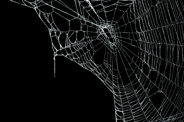 Todellinen pakkanen kattaa hämähäkki web eristetty musta - Valokuva, kuva