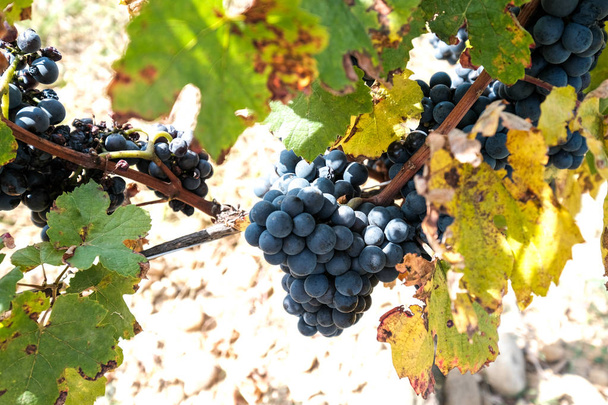 Новый урожай синего, фиолетового или красного вина или столового винограда с зелеными листьями - Фото, изображение