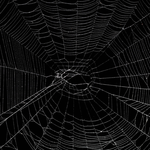 Echte Spinnennetze isoliert auf schwarz - Foto, Bild