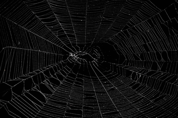 Πραγματικός ιστός αράχνης απομονωμένος σε μαύρο - Φωτογραφία, εικόνα