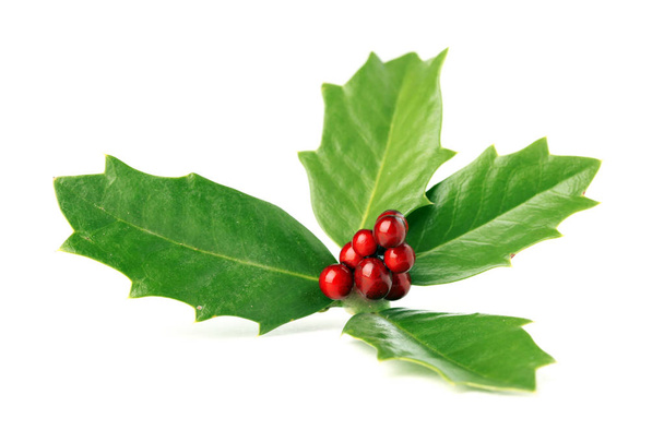 Bright green Christmas holly with red berries isolated on white - Photo, Image