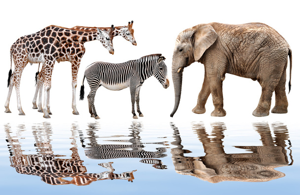 καμηλοπάρδαλη, ελέφαντας και ζέβρα - Φωτογραφία, εικόνα