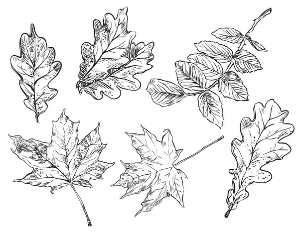Vector mano dibujo hojas 1
 - Vector, imagen
