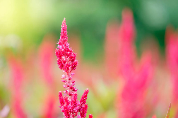 Campo de berberechos de plumas rojas o Celosia cristata en el jardín
  - Foto, Imagen