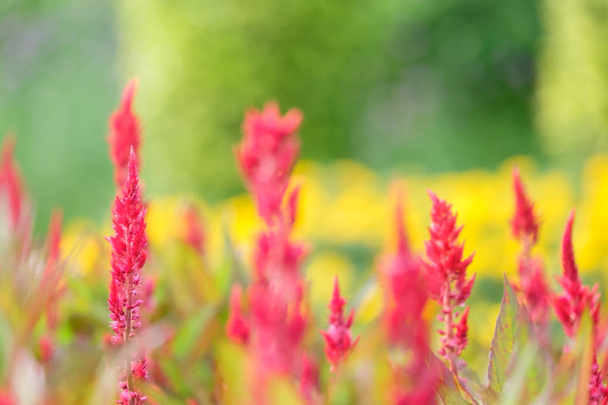 Campo de berberechos de plumas rojas o Celosia cristata en el jardín
  - Foto, Imagen