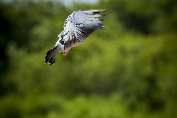 weiße Federtaube fliegt gegen strahlend blauen Himmel - Foto, Bild