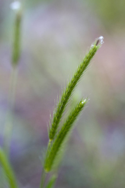 Болотные травы Зеленые шлейфы - Общая растительность
 - Фото, изображение