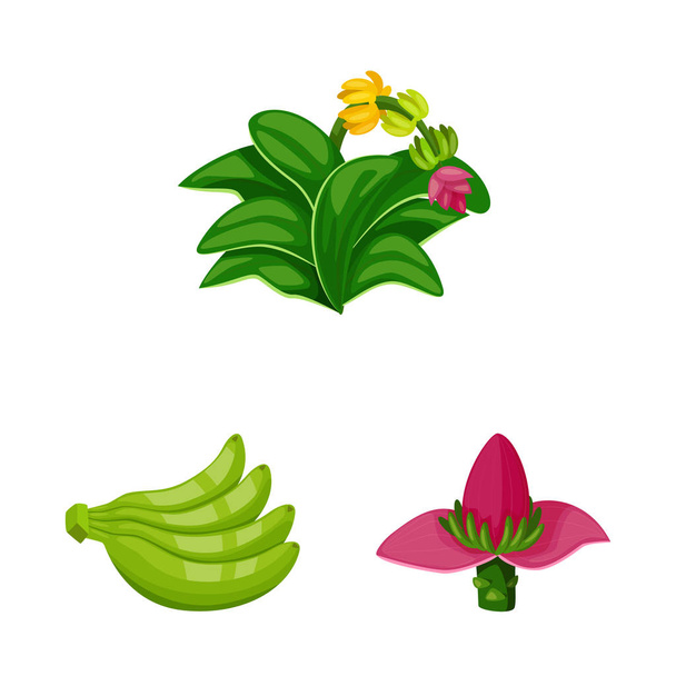 Vector illustration of tropical and ripe sign. Set of tropical and potassium vector icon for stock. - Vektor, kép