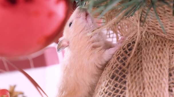 Ratte mit bunten Weihnachtskugeln und Christbaum, ein Symbol für das neue Jahr 2020. - Filmmaterial, Video