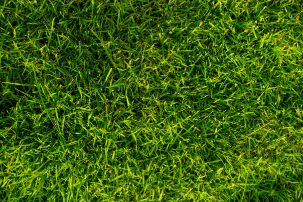 Vert herbe texture fraîcheur fond
 - Photo, image