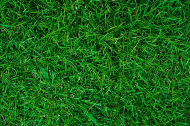 緑の草のテクスチャ鮮度の背景 - 写真・画像