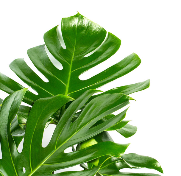 Exotic tropical monstera palm leaves  - Photo, Image