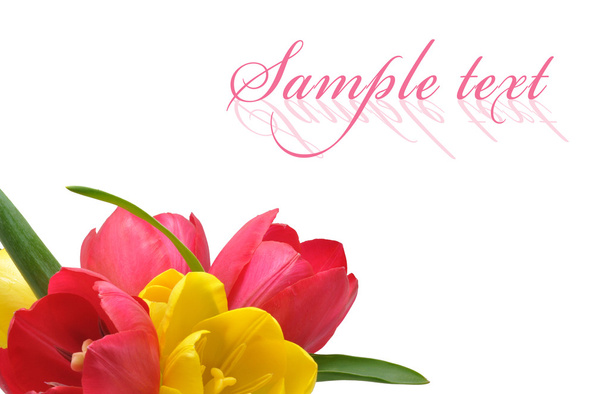 Tulips - Photo, Image
