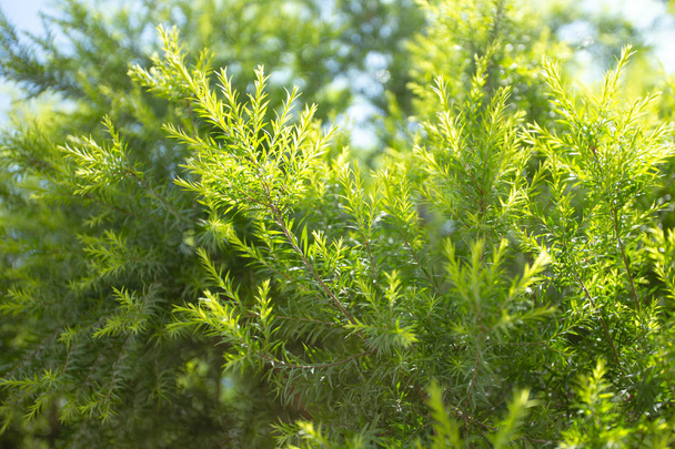 yeşil yaprak doğal arkaplan - Fotoğraf, Görsel
