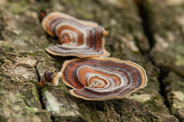 Turquía cola hongo creciendo en muerto stump madera dura
 - Foto, Imagen