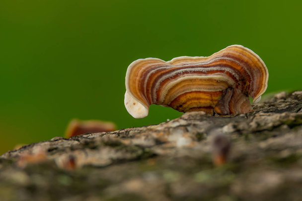 Turquía cola hongo creciendo en muerto stump madera dura
 - Foto, imagen