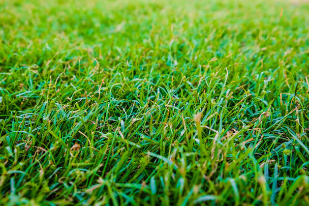 Soyut yeşil yaprak çim doku arka plan - Fotoğraf, Görsel