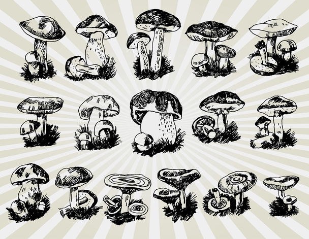 Different Mushrooms - Vector, Image
