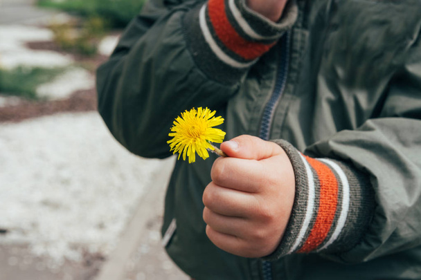 small hands holding a dandelion flower - 写真・画像