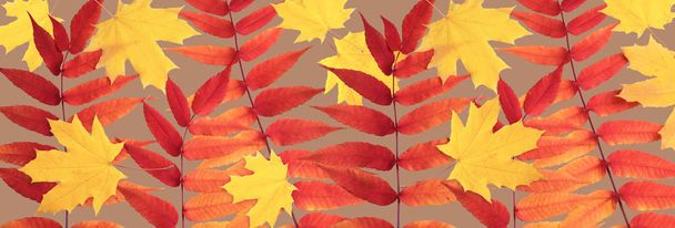 Верхний вид изолированных осенних листьев
 - Фото, изображение