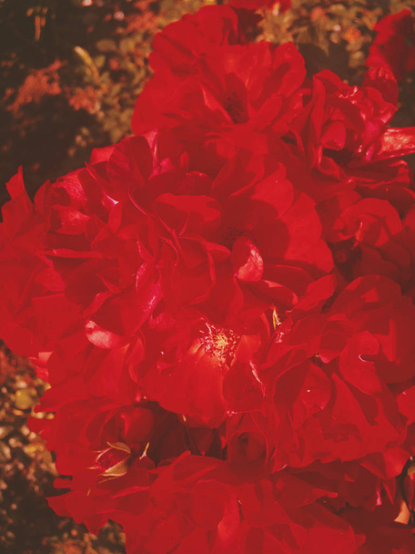 rot blühender Garten Rosenblume bei Sonnenuntergang, florale Schönheit Backgro - Foto, Bild