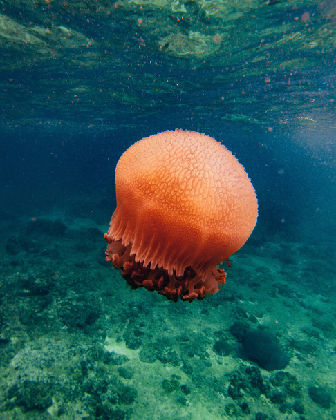 yüzen portakal denizanası sualtı çekim - Fotoğraf, Görsel