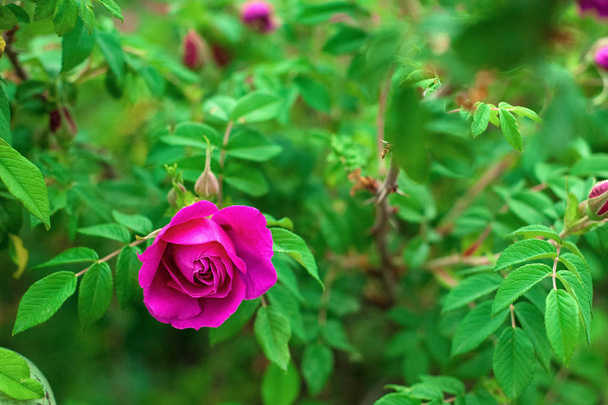 leuchtend rosa Rosen mit Knospen auf dem Hintergrund eines grünen Busches nach dem Regen. schöne rosa Rosen im Sommergarten.  - Foto, Bild