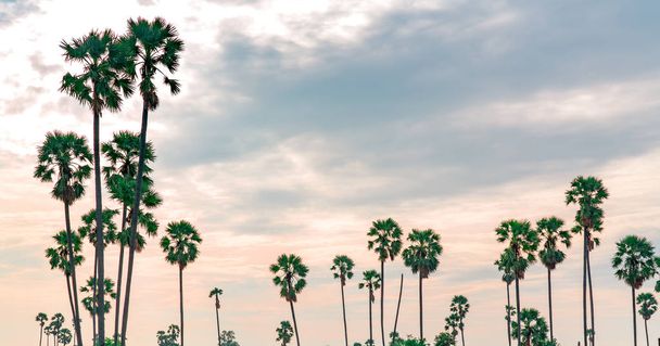 Cukrový palmový strom v Thajsku s nádhernou oblohou slunce. V létě nádherný strom cukru v parníku. Krajina venkovského charakteru. Romantická růžová obloha s vysokým stromem. Cestování na tropickém pozadí. - Fotografie, Obrázek