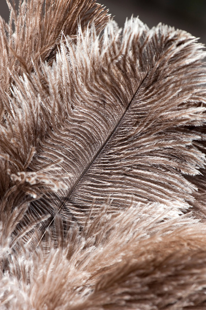 Перья страуса
 - Фото, изображение