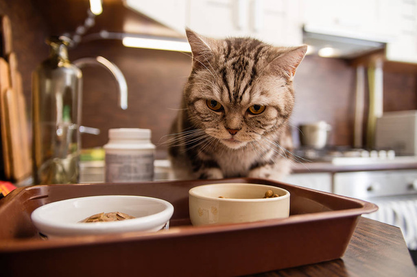 gato doméstico en la cocina caminando sobre la mesa, raza escocesa
 - Foto, imagen