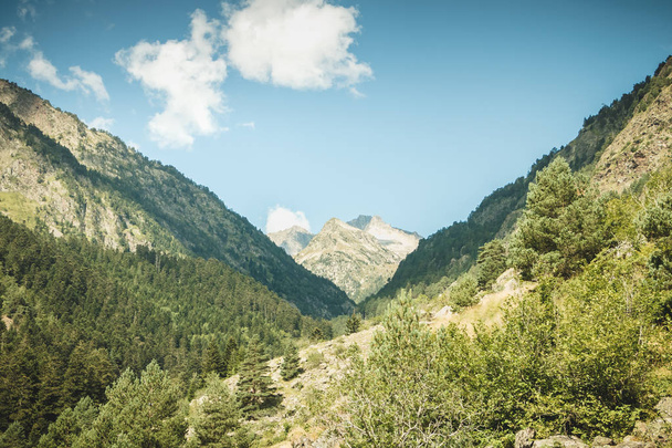 hiking path with trees and vegetation in the Pyrenees mountains - Photo, Image