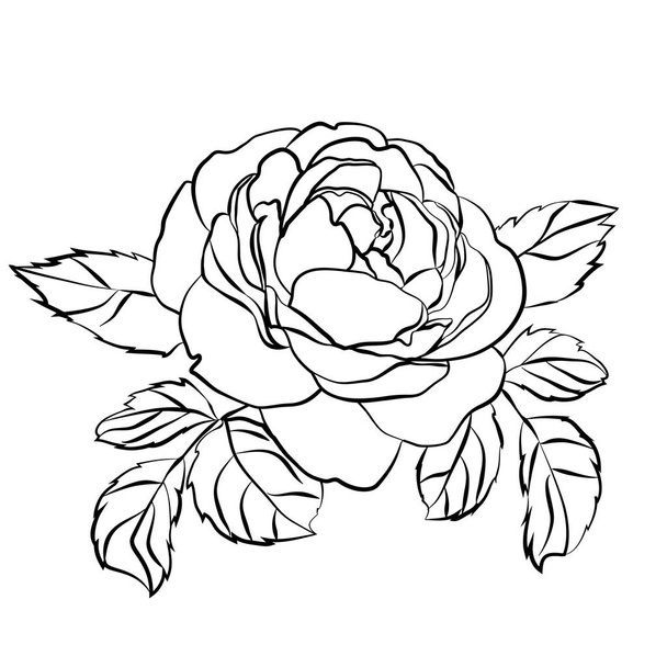 Rose sketch on white background - Vettoriali, immagini