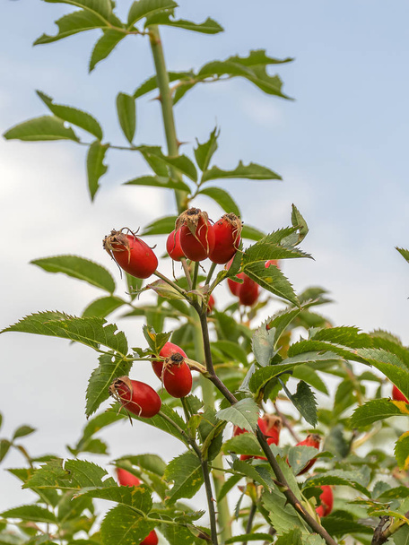 Vermelho maduro rosa quadris crescendo em um arbusto no jardim. Bagas medicinais. Chá de cura
 - Foto, Imagem
