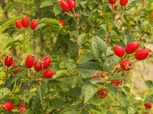Punainen kypsä ruusunmarja kasvaa pensaassa puutarhassa. Lääkemarjoja. Parantavaa teetä
 - Valokuva, kuva
