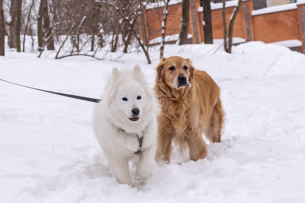 twee honden staan in de sneeuw tegen een achtergrond van een hek in een Winter Park, een Golden Retriever en een husky - Foto, afbeelding