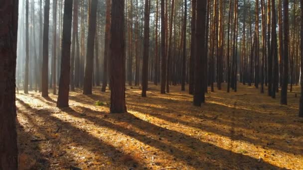 Drohnen fliegen morgens durch den schönen Kiefernwald. Sonnenstrahlen, die durch den frühen Nebel scheinen. Aussichtsreicher Herbstwald - Filmmaterial, Video