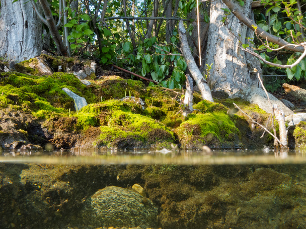 Parti élőhely ökoszisztéma erdei tó partján - Fotó, kép
