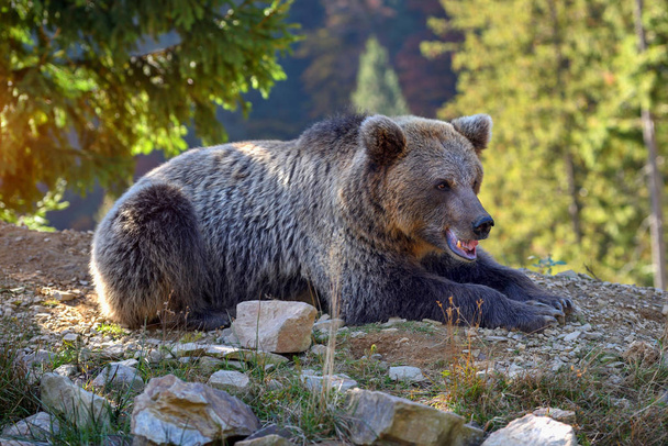 European brown bear in a forest landscape at summer.  - Photo, Image