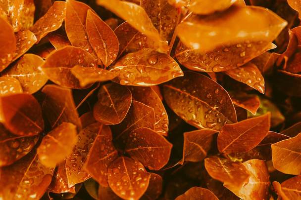 Orange and red wet autumn leaves background. - Foto, Imagen