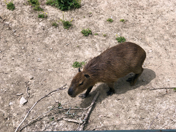 A Vízidisznó (Hydrochoerus hydrochaeris), carpincho, kapibara Ili Vodenprase - Fotó, kép