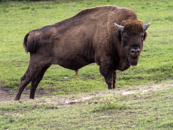Avrupa bizonu, Bizon bonasus, Avrupa'nın en büyük memelisi, son anda kurtarıldı - Fotoğraf, Görsel