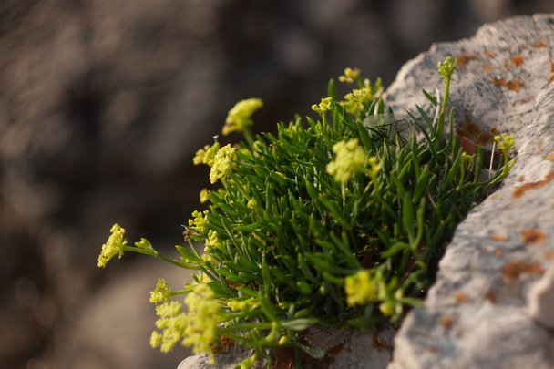 Planta verde solitária cresce de uma rocha
 - Foto, Imagem